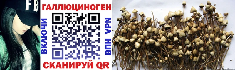 гидра рабочий сайт  Алупка  Псилоцибиновые грибы Psilocybe 